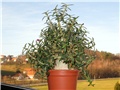 pachypodium bispinosum